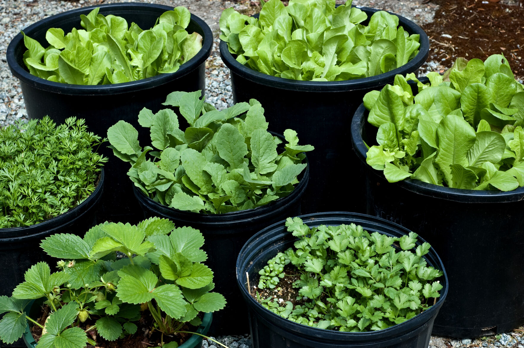 Portable garden